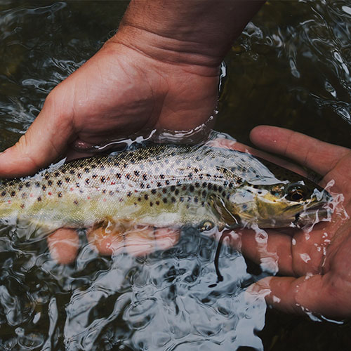 Forellenzucht Schwarzwald